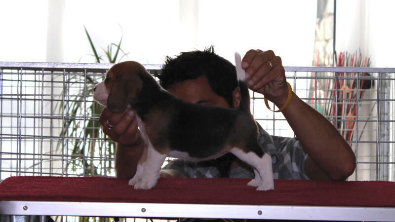 athena-1mese athena-1mese